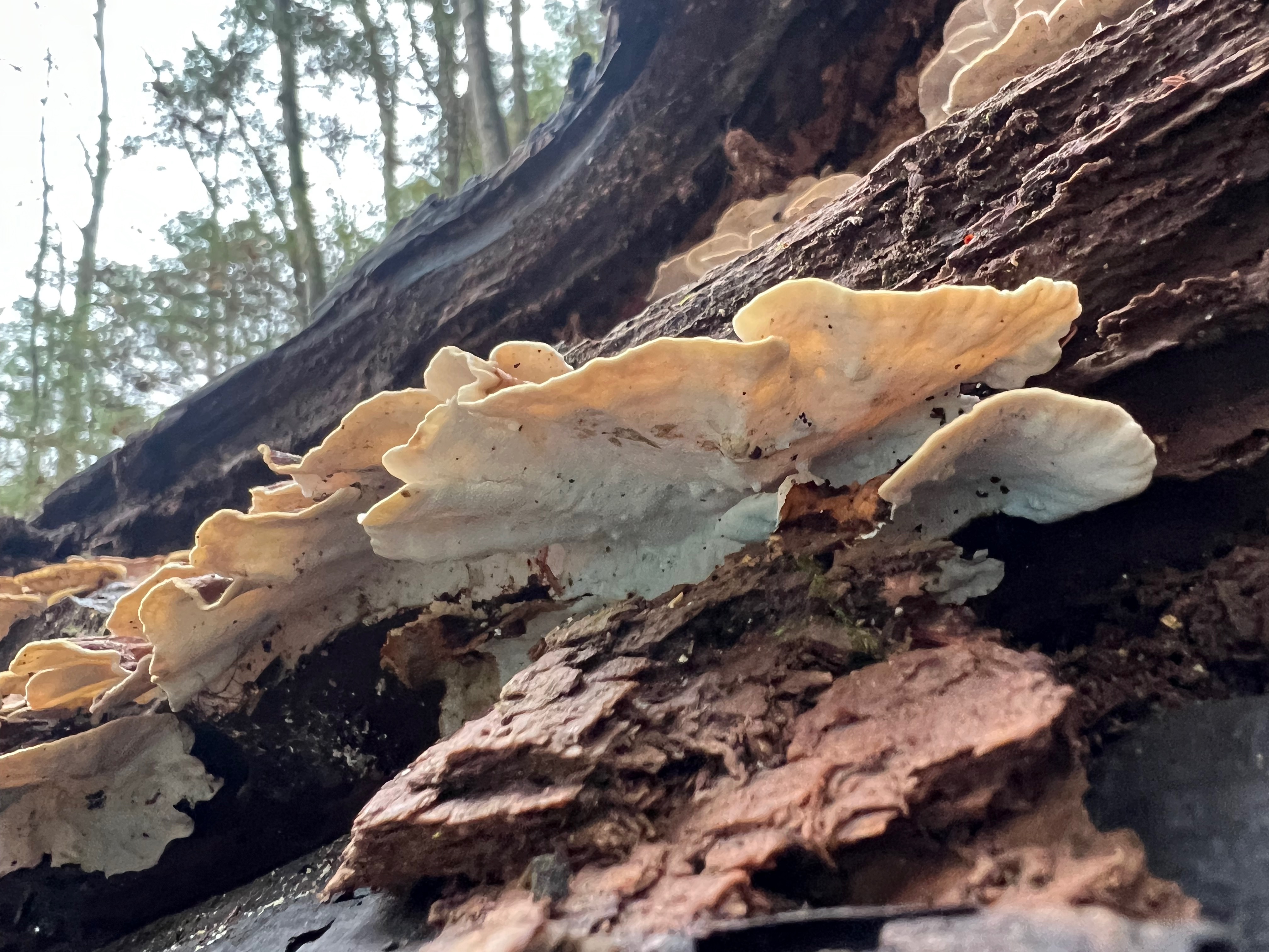 Trametes versicolor